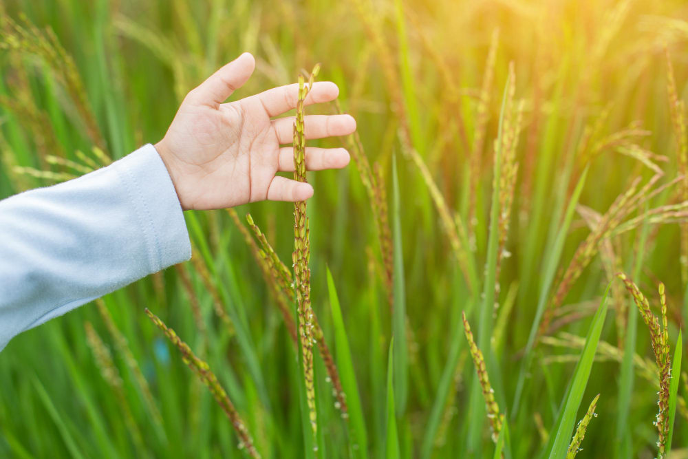 Vrihi Organic Promise